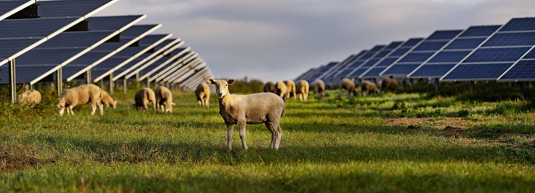 Solcellepark med får